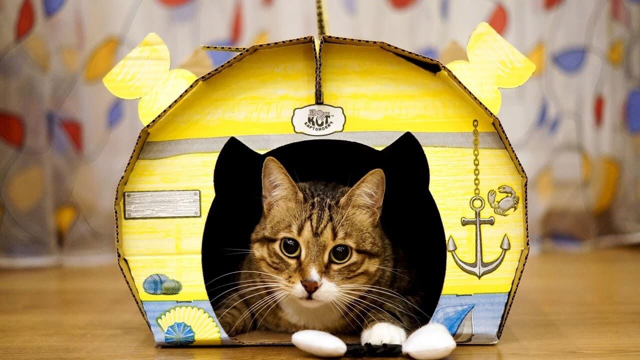 Creating the Perfect Haven: A Guide to Cat Houses