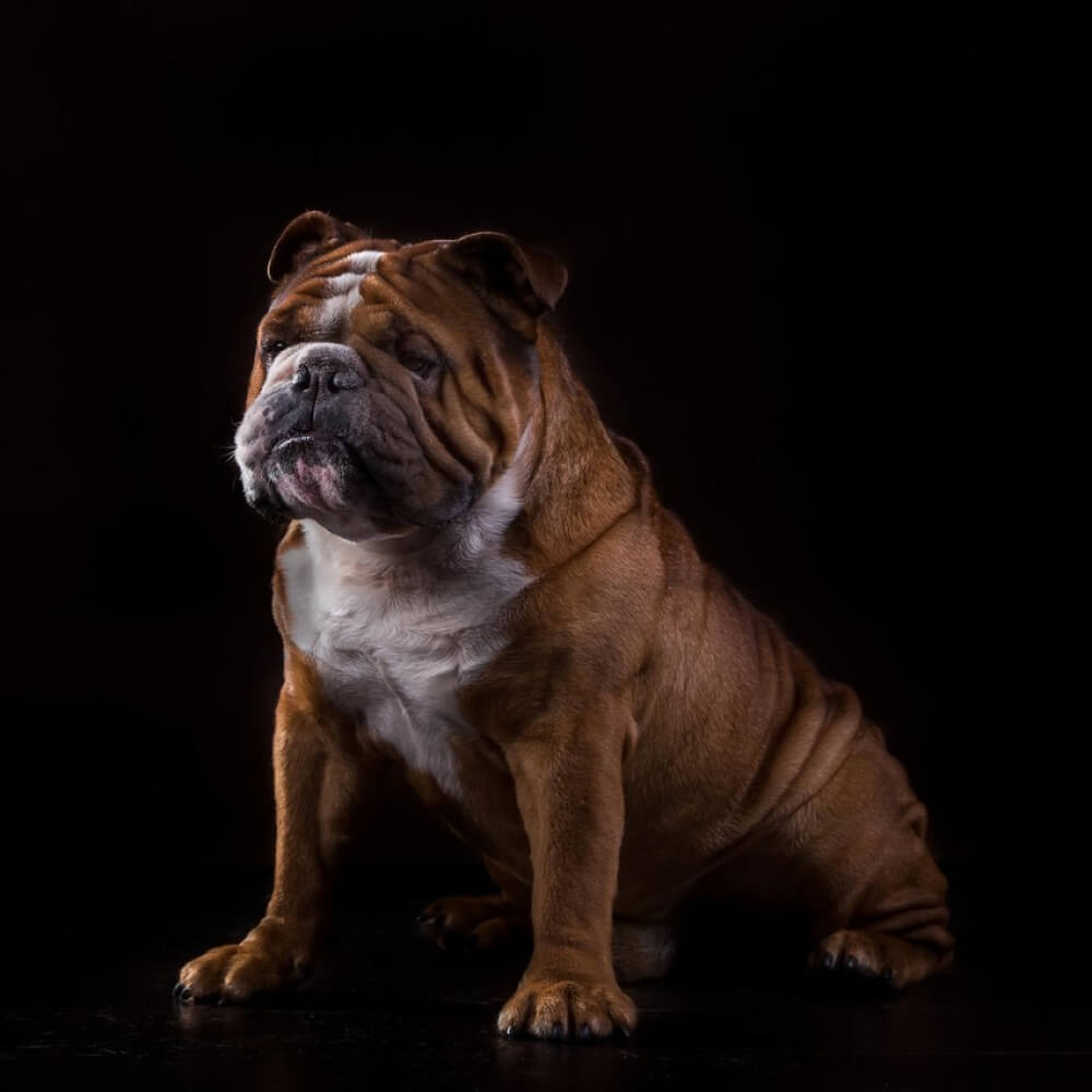 Bulldog