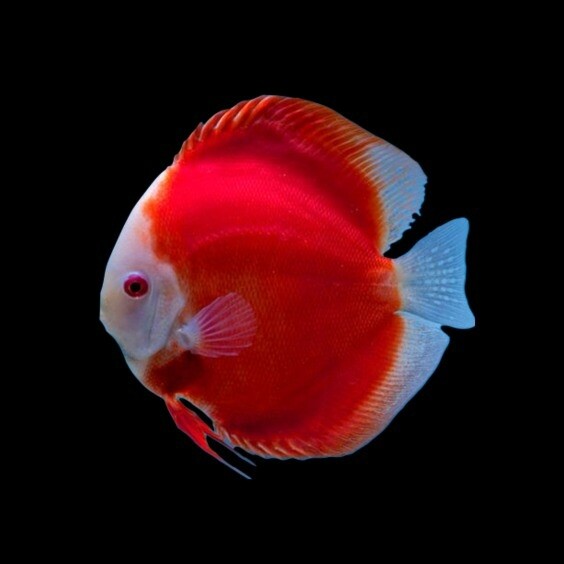 Royal Red Ruby Discuss Fish | 8-9 CMS | Each