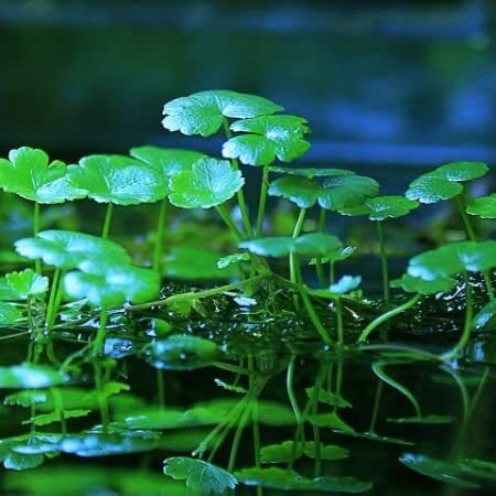 ADA IC015 Hydrocotyle verticillata | Aquarium Live Plant