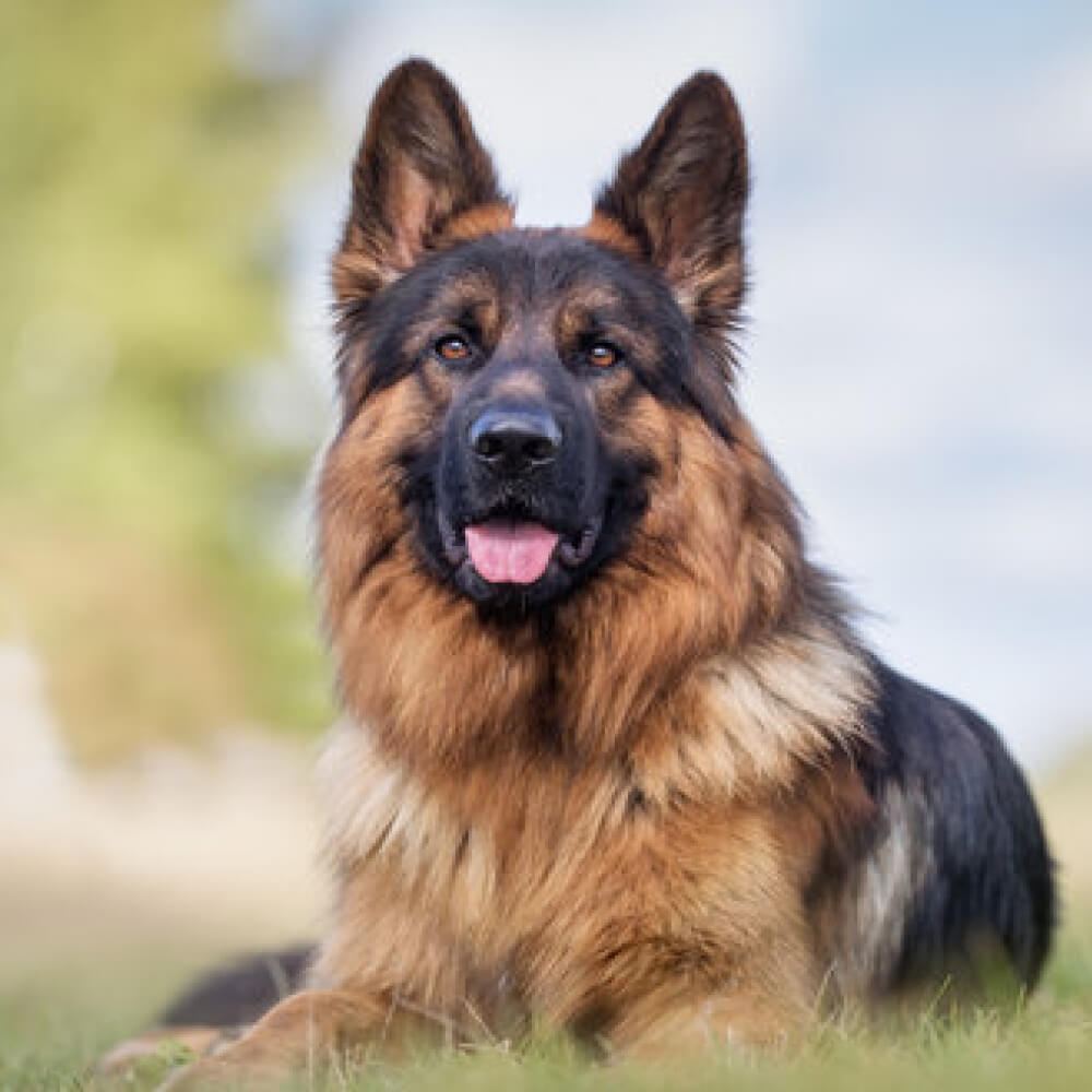 German Shepherd