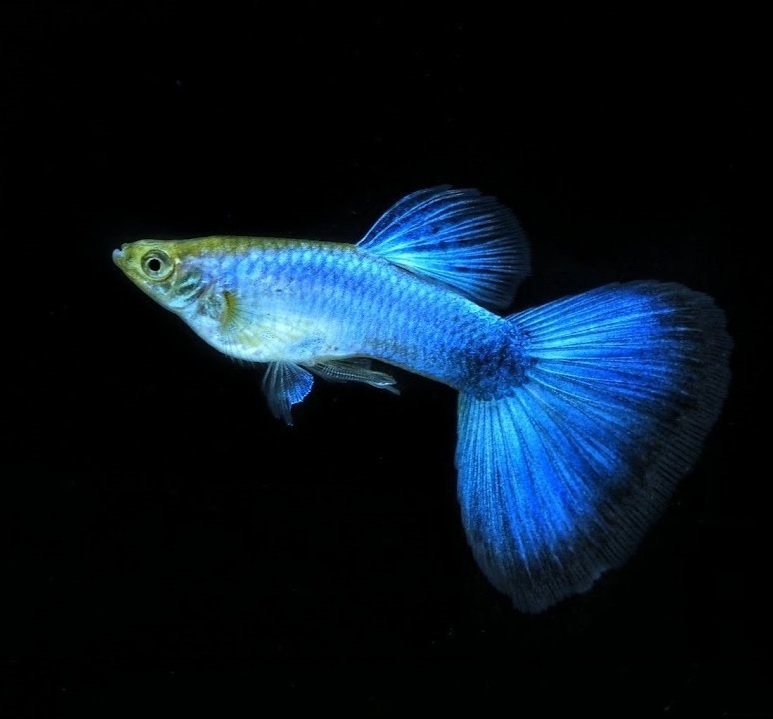 CORAL BLUE GUPPY FISH Male