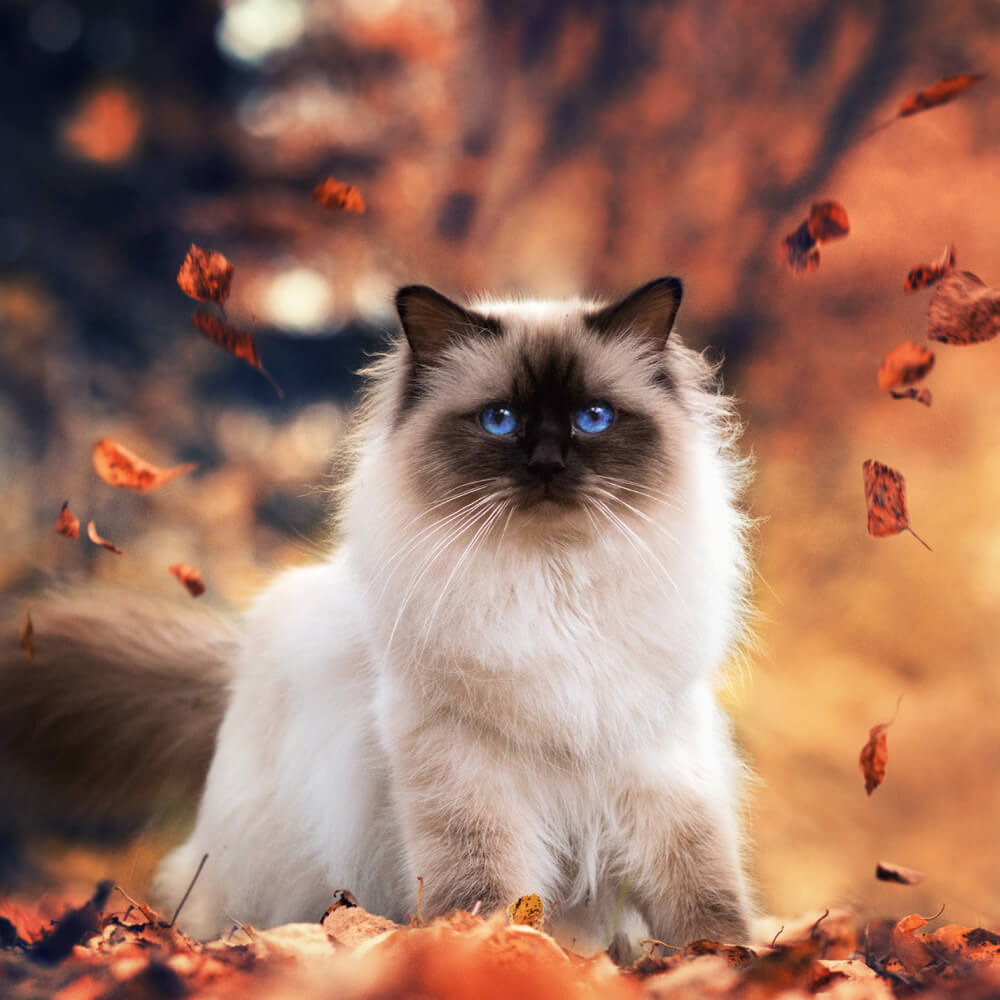 Himalayan Cat