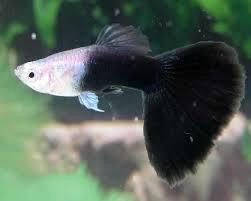 HALF BLACK GUPPY FISH Male