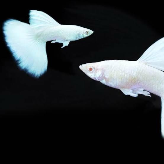 PLATINUM WHITE GUPPY FISH Male