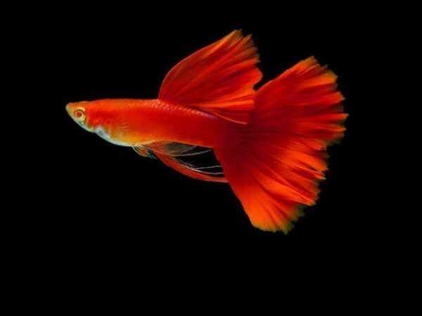 Full Red Guppy