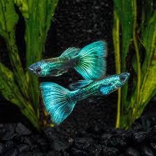 Emerald Green Guppy