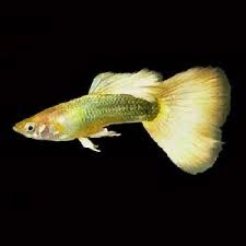 FULL GOLD GUPPY FISH Male