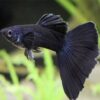 Full Black Guppy