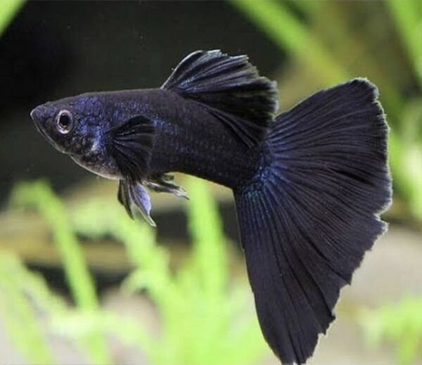 Full Black Guppy