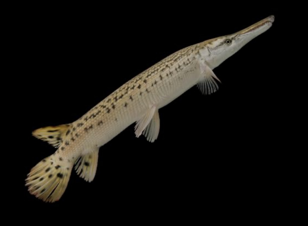 ALLIGATOR GHAR AQUARIUM FISH (5 INCHES)