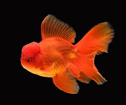 ORANDA GOLD FISH MEDIUM