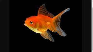 GOLD FISH SMALL