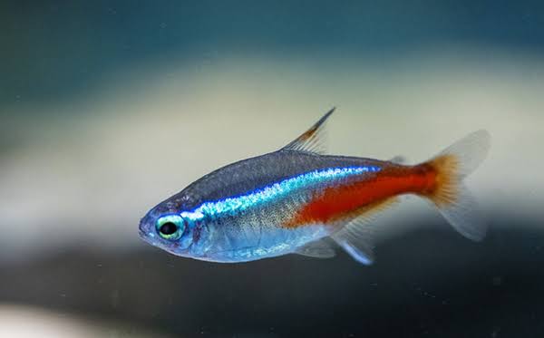 Neon Tetra Fish | Each