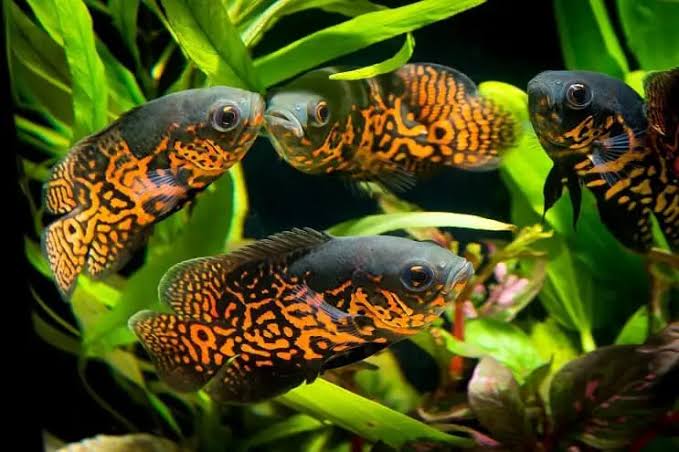 TIGER OSCAR FISH COPPER (4-5 INCH)