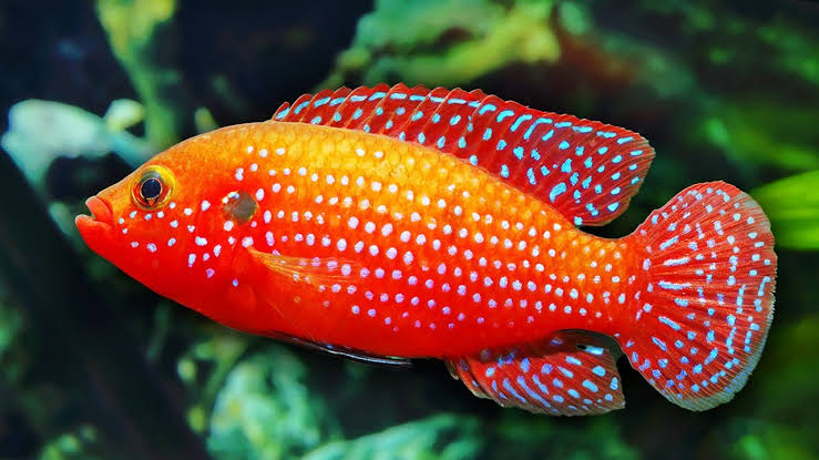 RED JEWEL CICHILID FISH (3 INCH)