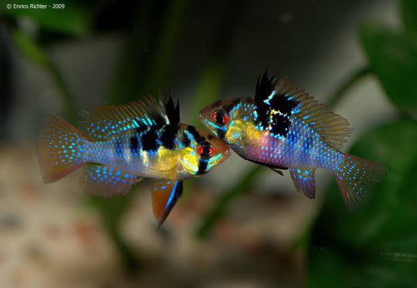 GERMAN BLUE RAMREIZ FISH (1.5 INCHES)