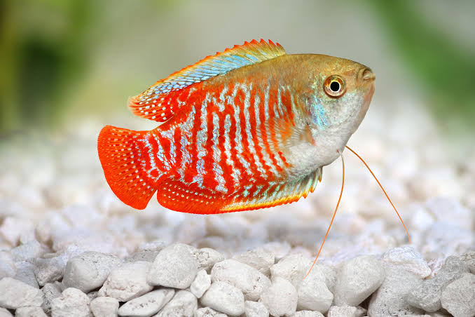 NEON RED DWARF GOURAMI FISH (1.5 - 2 INCH)