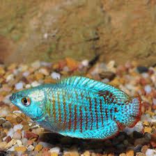 NEON BLUE DWARF GOURAMI FISH (1.5 – 2 INCH)