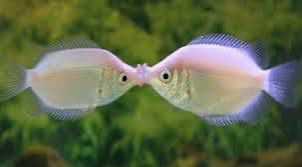 KISSING GOURAMI FISH ( 2 INCH)