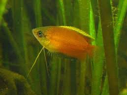 HONEY GOURAMI FISH (1.5 – 2 INCH)