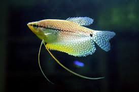 PEARL GOURAMI FISH (1.5 - 2 INCH)