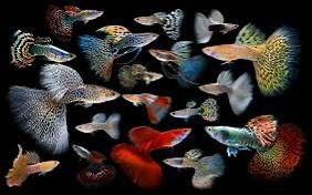 Guppy Fishes