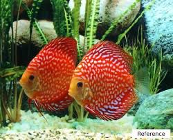 Red CheckerBoard Discuss Fish | 8-9 CMS | Each