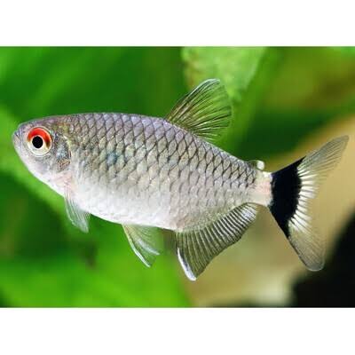 Red Eye Baloon Tetra Fish | Each