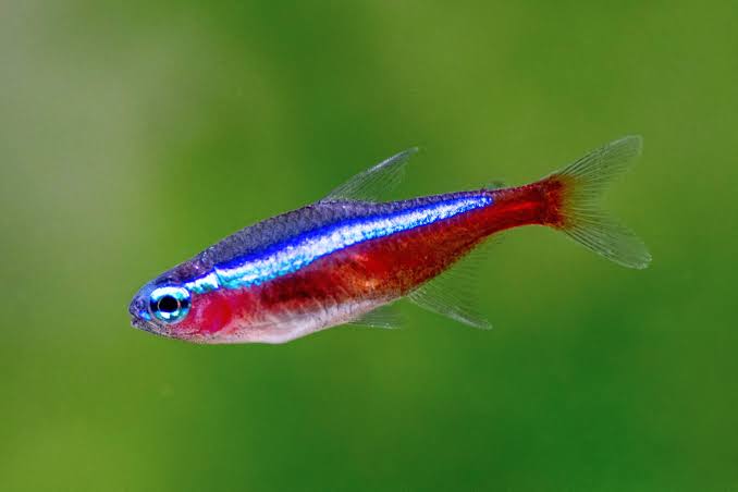 Cardinal Tetra Fish | Each