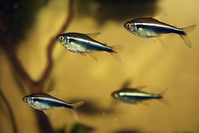 Black Neon Tetra Fish | Each