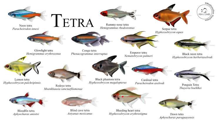 Tetra Variety Fishes