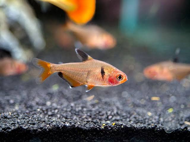 Serpae Tetra Fish | Each