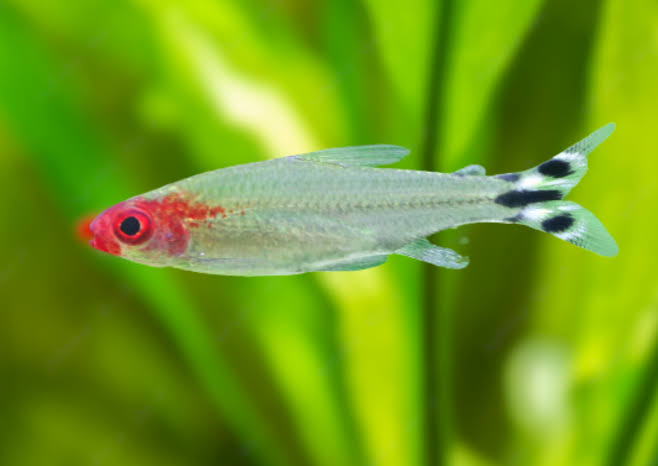 Rummy Nose Tetra Fish | Each