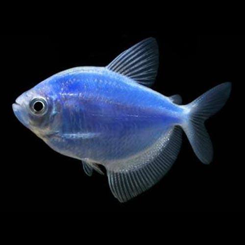 Blue Widow Tetra Fish | Each