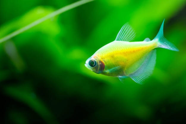 Green Widow Tetra Fish | Each