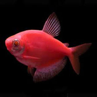 Pink Widow Tetra Fish | Each