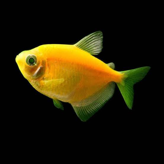 Yellow Widow Tetra Fish | Each