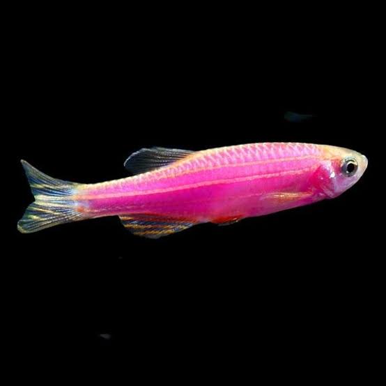 Pink Zebra Fish | Each