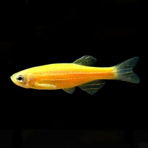 Yellow Zebra Fish | Each