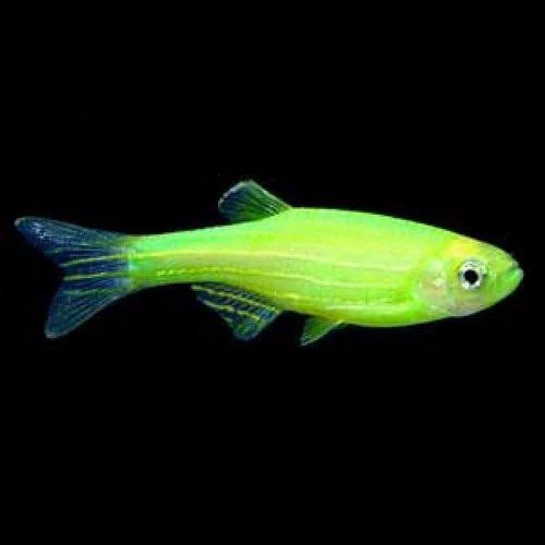 Green Zebra Fish | Each