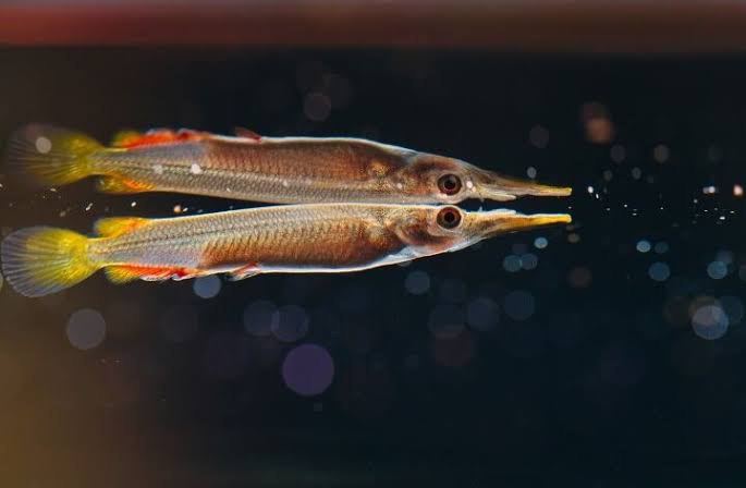 HalfBeak Tetra Fish | Each