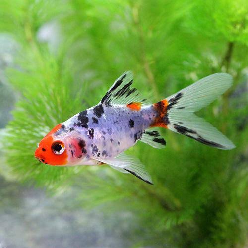 SK Gold Fish Small | Each