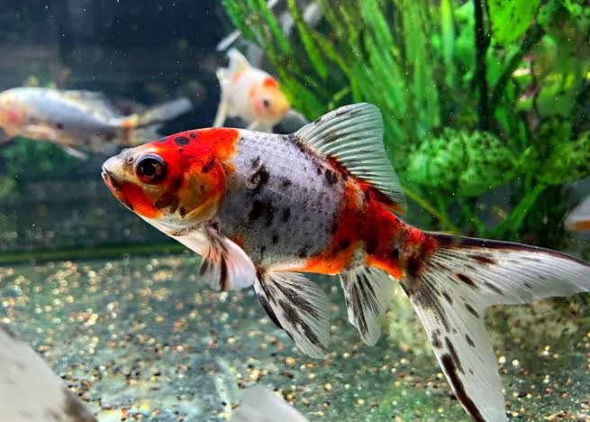 SK Gold Fish Big | Each