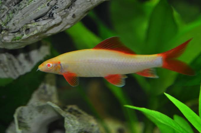 Albino Rainbow shark Fish | Each