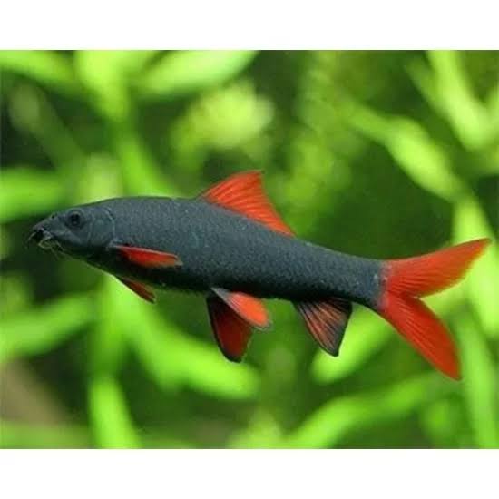 Rainbow shark Fish | Each