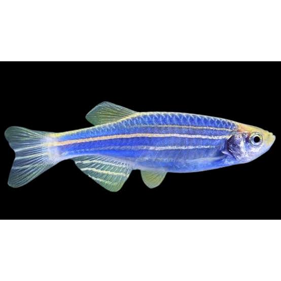 Blue Zebra Fish | Each