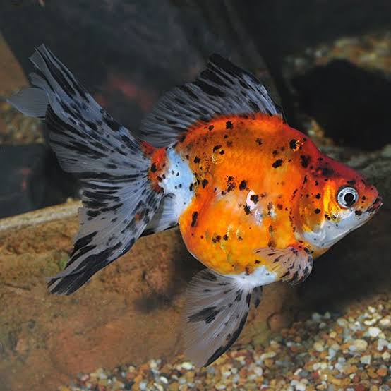 Calico Ryukin Gold Fish Medium | Each