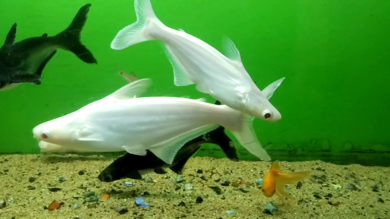 Albino White shark Fish | Each