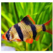 Tiger Barb Fish | Each